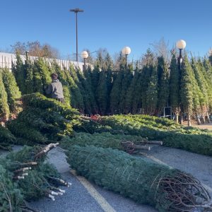 Fresh Cut Nova Scotia Balsam Fir Christmas Trees