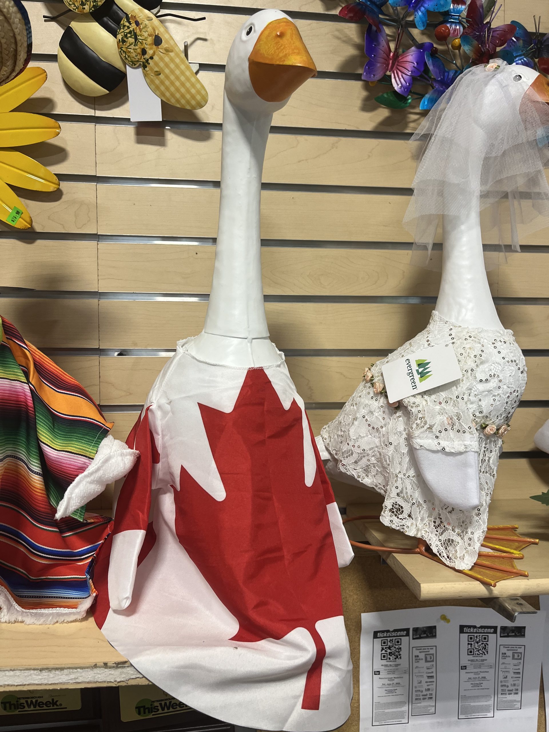 Giddy the Goose - Canada